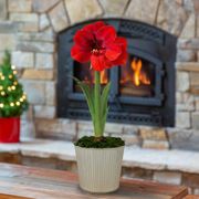 Champagne Dream Single Ferrari Potted Amaryllis Bulb Gift Thumb
