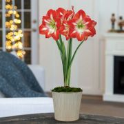 Champagne Dream Single Minerva Potted Amaryllis Bulb Gift Thumb