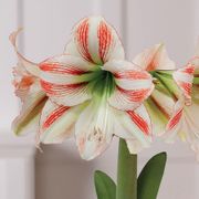 Merry and Bright Single Moonscene Potted Amaryllis Bulb Gift Alternate Image 1