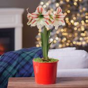 Merry and Bright Single Moonscene Potted Amaryllis Bulb Gift Alternate Image 2