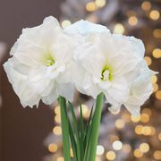 Merry and Bright Single Alfresco Potted Amaryllis Bulb Gift Alternate Image 1