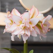Joyous Season Harlequin Amaryllis Gift Alternate Image 1
