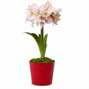 Joyous Season Harlequin Amaryllis Gift Alternate Image 2