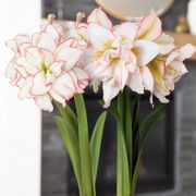 Joyous Season Harlequin Amaryllis Duo Gift Alternate Image 1