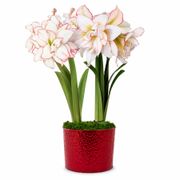 Joyous Season Harlequin Amaryllis Duo Gift Alternate Image 2