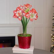 Joyous Season Single Blossom Peacock Potted Amaryllis Bulb Gift Thumb