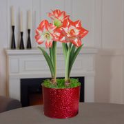 Joyous Season Double Blossom Peacock Potted Amaryllis Bulb Gift Thumb