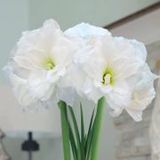 Let It Snow Single Alfresco Potted Amaryllis Bulb Gift Alternate Image 1