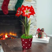 Let It Snow Single Cocktail Potted Amaryllis Bulb Gift Thumb