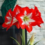 Let It Snow Single Cocktail Potted Amaryllis Bulb Gift Alternate Image 1