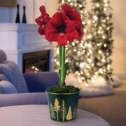 Festive Forest Single Ferrari Potted Amaryllis Bulb Gift Thumb