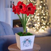 Plaid Tidings Single Miracle Potted Amaryllis Bulb Gift Thumb