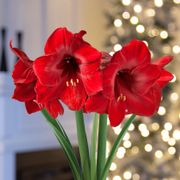 Plaid Tidings Single Miracle Potted Amaryllis Bulb Gift Alternate Image 1