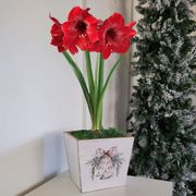 Plaid Tidings Single Miracle Potted Amaryllis Bulb Gift Alternate Image 2