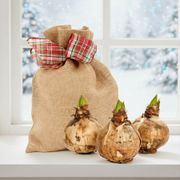 Grow Your Own Red Lion Amaryllis Bulbs Thumb