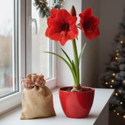 Grow Your Own Red Lion Amaryllis Bulbs Alternate Image 2