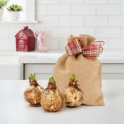 Grow Your Own Minerva Amaryllis Bulbs Thumb