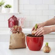 Grow Your Own Minerva Amaryllis Bulbs Alternate Image 1