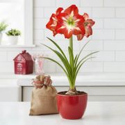 Grow Your Own Minerva Amaryllis Bulbs Alternate Image 2
