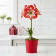 Classic Christmas Single Minerva Potted Amaryllis Bulb Gift Thumb