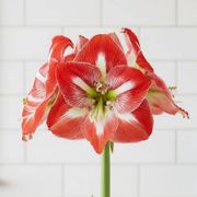 Classic Christmas Single Minerva Potted Amaryllis Bulb Gift Alternate Image 1