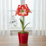 Classic Christmas Single Minerva Potted Amaryllis Bulb Gift Alternate Image 2