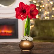 Pretty Little Pearls Red Lion Waxed Amaryllis Bulb Thumb