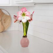 Pink Waxed Amaryllis Bulb Apple Blossom Flower Thumb