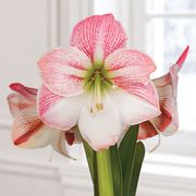 Pink Waxed Apple Blossom Amaryllis Gift Alternate Image 1