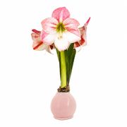 Pink Waxed Apple Blossom Amaryllis Gift Alternate Image 2