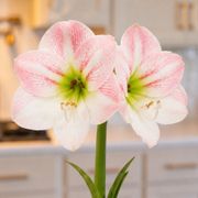 White Waxed Apple Blossom Amaryllis Gift Alternate Image 1