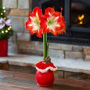 Ho Ho Ho Minerva Waxed Amaryllis Bulb Thumb