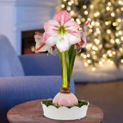 Sweet Scallops Apple Blossom Waxed Amaryllis Bulb Gift Set Thumb