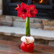 Guardian Angel Red Lion Waxed Amaryllis Bulb Thumb
