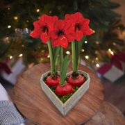 From the Heart Triple Red Waxed Amaryllis Bulb Gift Set Thumb