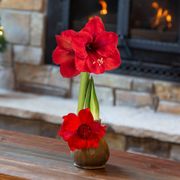 Merry Magnolia Red Lion Waxed Amaryllis Bulb Thumb