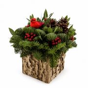 Cardinal Wishes Fresh Evergreen Arrangement Alternate Image 2
