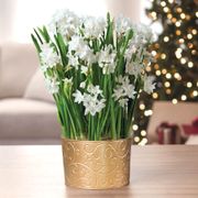 Graceful Beauty Paperwhite Bulb Gift Thumb