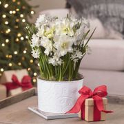 Heavenly Bliss Bulb Garden Gift Thumb