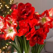 Best of Season Amaryllis Bulb Garden Gift Alternate Image 1