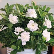 Glamorous Gardenia Gift Plant Alternate Image 1