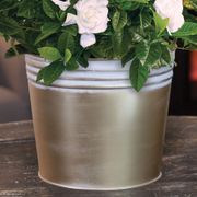 Glamorous Gardenia Gift Plant Alternate Image 2