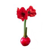 Red Waxed Amaryllis Bulb Red Lion Flower Alternate Image 1