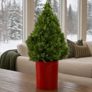 Festive Red Spruce It Up Living Tabletop Christmas Tree Thumb