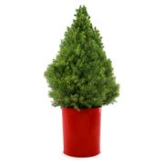 Festive Red Spruce It Up Living Tabletop Christmas Tree Alternate Image 1