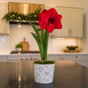 Winter Holly Red Lion Amaryllis Gift Thumb