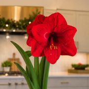 Winter Holly Red Lion Amaryllis Gift Alternate Image 1