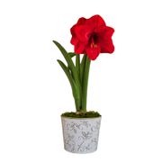 Winter Holly Red Lion Amaryllis Gift Alternate Image 2