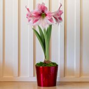 Pretty Bow Glee Amaryllis Gift Thumb