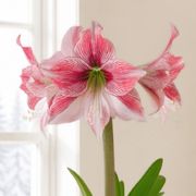 Pretty Bow Glee Amaryllis Gift Alternate Image 1
